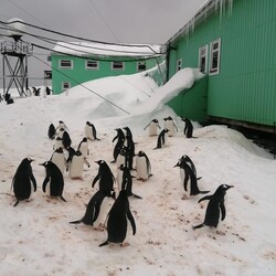 Фото: facebook.com/AntarcticCenter