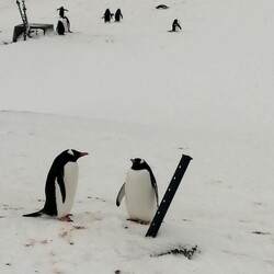 Фото: facebook.com/AntarcticCenter