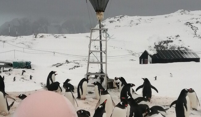 Фото: facebook.com/AntarcticCenter