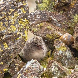 Фото: facebook.com/AntarcticCenter