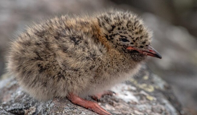 Фото: facebook.com/AntarcticCenter