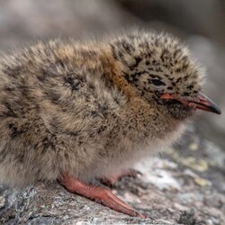 Фото: facebook.com/AntarcticCenter