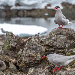 Фото: facebook.com/AntarcticCenter