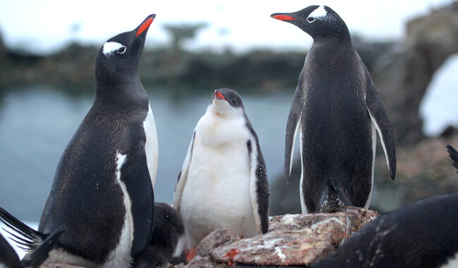 Фото: facebook.com/AntarcticCenter