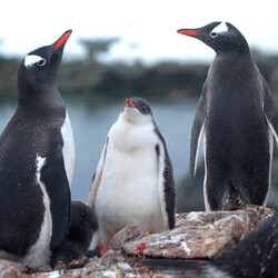 Фото: facebook.com/AntarcticCenter