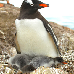 Фото: facebook.com/AntarcticCenter