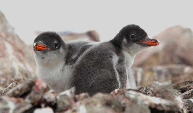 Фото: facebook.com/AntarcticCenter