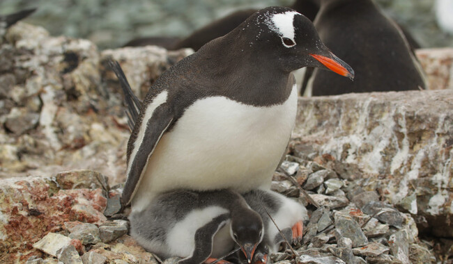 Фото: facebook.com/AntarcticCenter