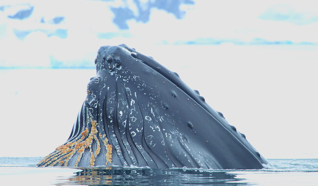 Фото: facebook.com/AntarcticCenter