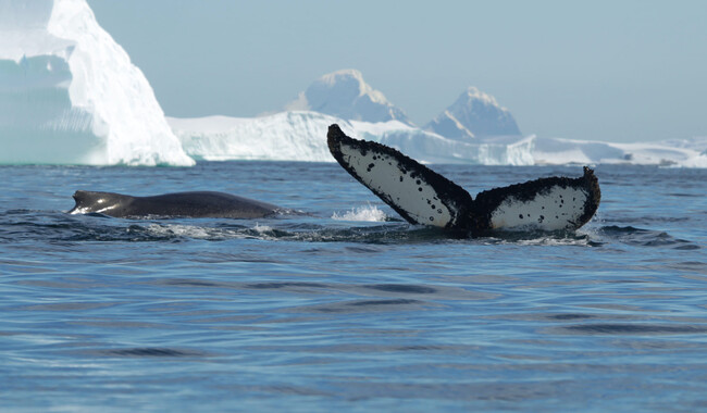 Фото: facebook.com/AntarcticCenter