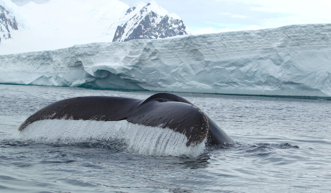 Фото: facebook.com/AntarcticCenter