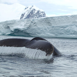 Фото: facebook.com/AntarcticCenter