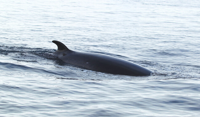 Фото: facebook.com/AntarcticCenter