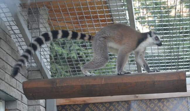 Малеча в Подільському зоопарку. Фото: facebook.com/zoopark.vn