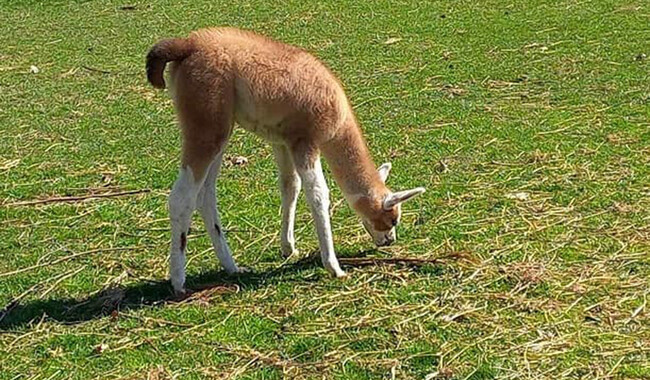 Малыши в Подольском зоопарке. Фото: facebook.com/zoopark.vn