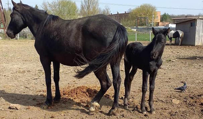 Малеча в Подільському зоопарку. Фото: facebook.com/zoopark.vn