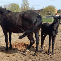 Малеча в Подільському зоопарку. Фото: facebook.com/zoopark.vn