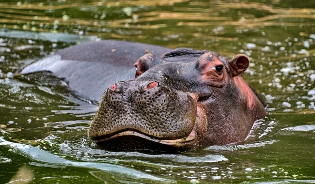 В КиївЗоо розпочинається новий весняно-літній сезон. Фото: facebook.com/zoo.kyiv.ua