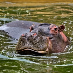 В КиївЗоо розпочинається новий весняно-літній сезон. Фото: facebook.com/zoo.kyiv.ua