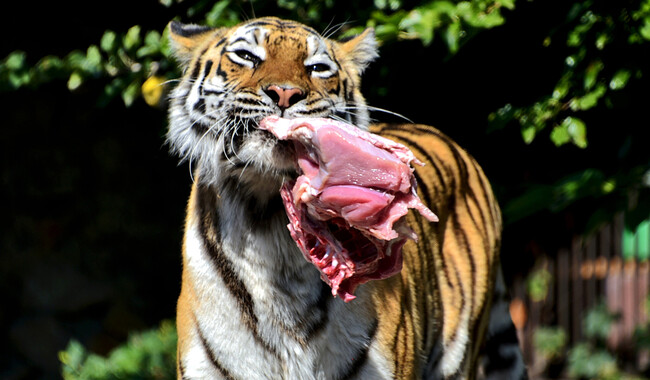 Фото: zoo.kyiv.ua/