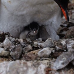 Фото: facebook.com/@AntarcticCenter