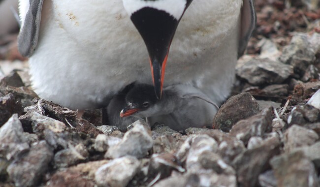 Фото: facebook.com/@AntarcticCenter