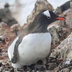 Фото: facebook.com/@AntarcticCenter