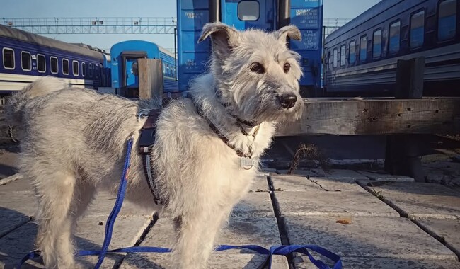 Николь, известная в Украине как «Лохматая проводница Николь». Фото: instagram.com/uz_nicole_