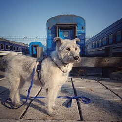 Николь, известная в Украине как «Лохматая проводница Николь». Фото: instagram.com/uz_nicole_