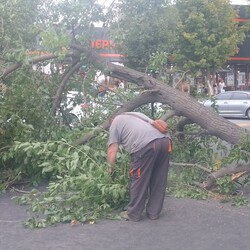 Фото: Комунальне підприємство Міськзелентрест
