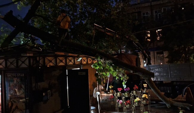 Фото: Комунальне підприємство Міськзелентрест
