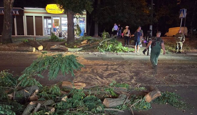 Фото: Комунальне підприємство Міськзелентрест
