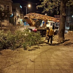 Фото: Комунальне підприємство Міськзелентрест
