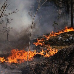 Пожежа у Чорнобильській зоні 8 травня. Фото: t.me/dsns_telegram
